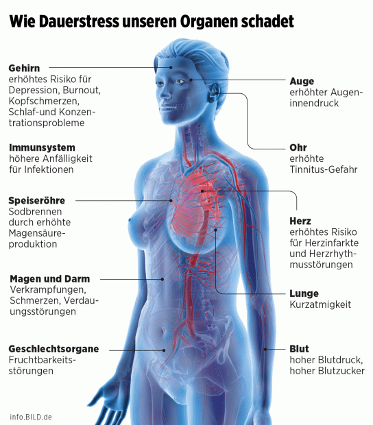 Infographic: How chronic stress damages our organs